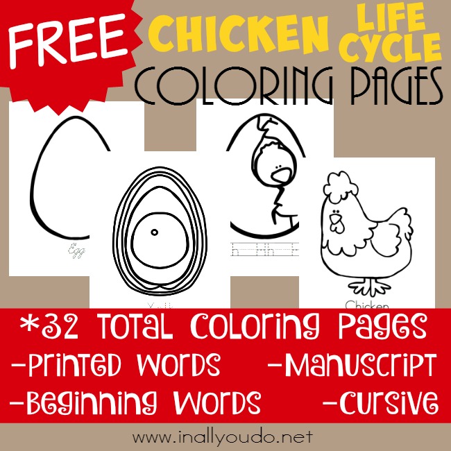 Free chicken life cycle coloring pages