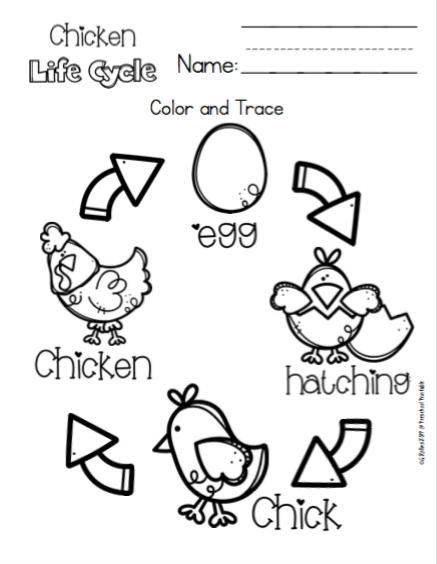 Chicken life cycle for toddlers preschool printables