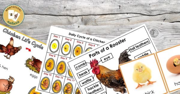 Chicken life cycle parts of a bird egg embryo rooster daily cycle of embryo printables