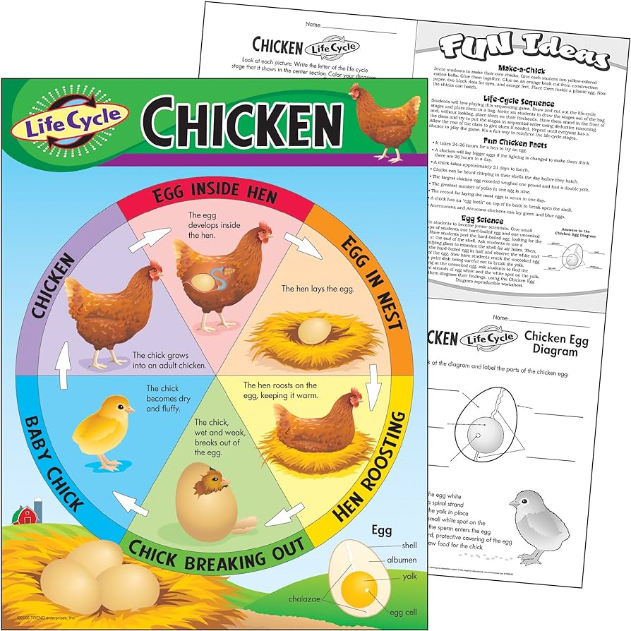 Trend enterprises inc life cycle of a chicken learning chart x office products