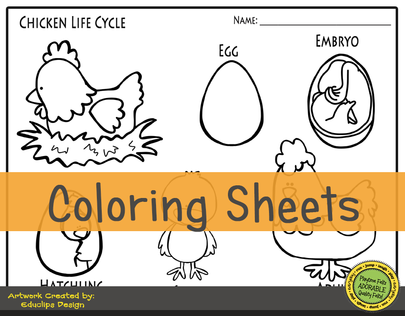 Chicken life cycle freebie friday color sheet