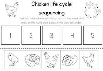 Chicken life cycle sequencing activity worksheet by little blue orange