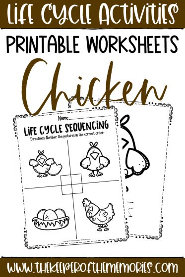 Free printable chicken life cycle worksheets