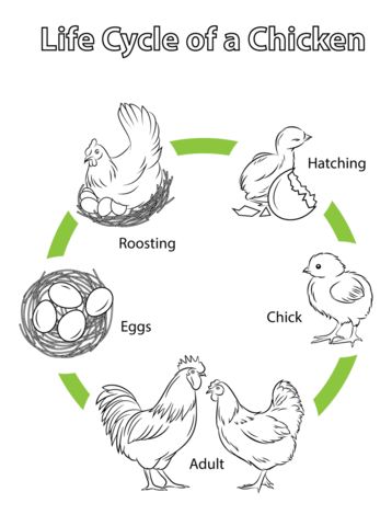 Life cycle of a chicken coloring page free printable coloring pages life cycles preschool life cycles chicken life cycle