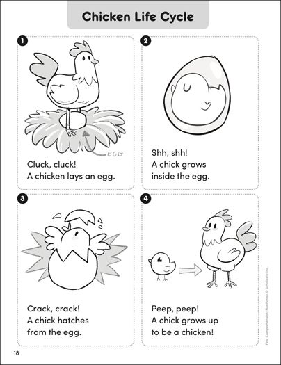 Chicken life cycle first prehensionânonfiction printable skills sheets chicken life cycle life cycles chicken life