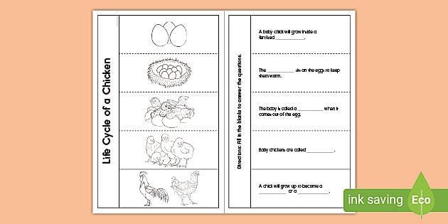 Life cycle of a chicken worksheet flap book usa