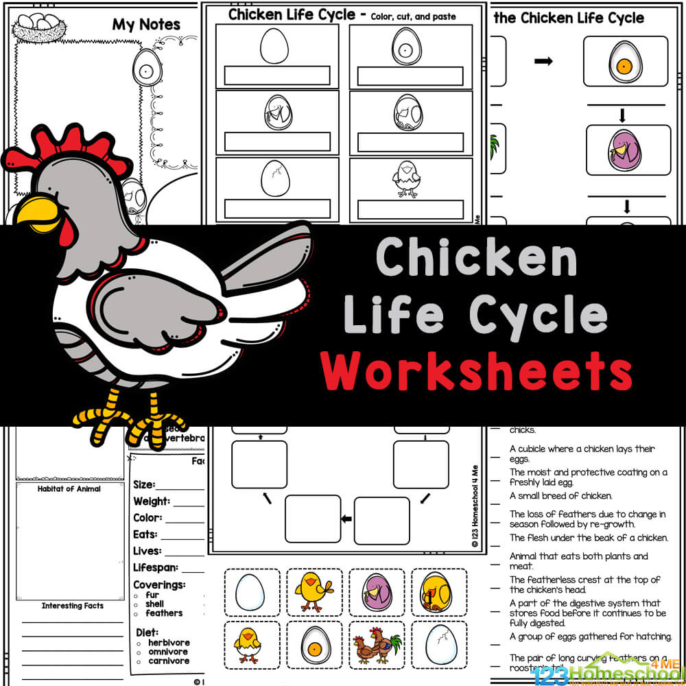 Chicken life cycle worksheets