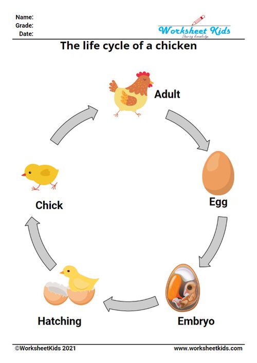 Life cycle of a chicken for kids worksheet