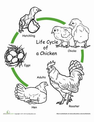 Chicken life cycle worksheet worksheet education life cycles science life cycles chicken life cycle