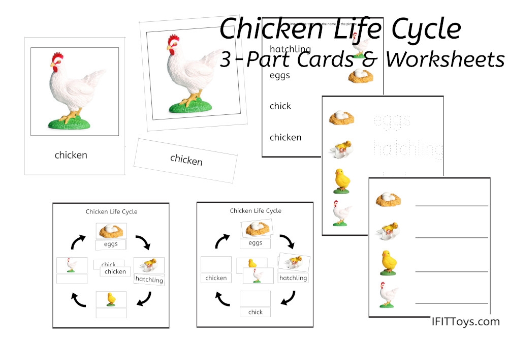 Chicken life cycle