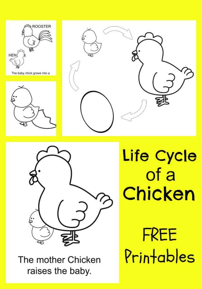 Chicken life cycle free printable coloring pages