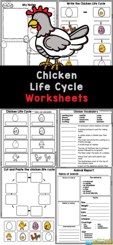 Chicken life cycle worksheets