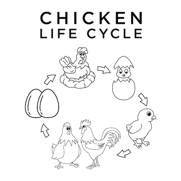 Premium vector cute chicken life cycle cartoon characters vector illustration for kids coloring book