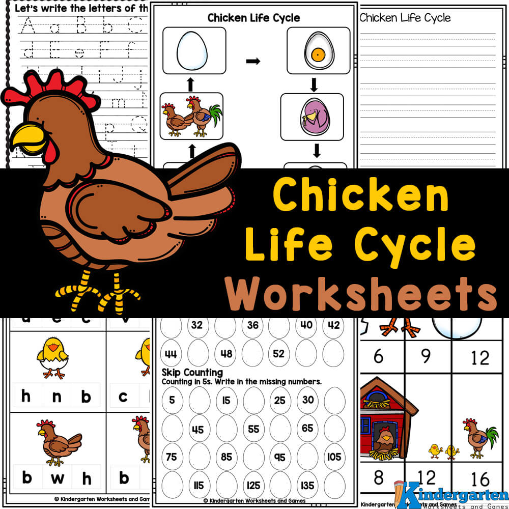 Free printable chicken life cycle worksheets