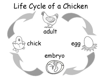 Life cycle of a chicken versions bwcolor tracing wordswords