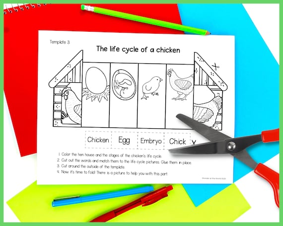 Life cycle of a chicken foldable kids craft a and x inch digital download science cut and paste