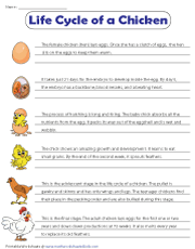 Life cycle of a chicken worksheets