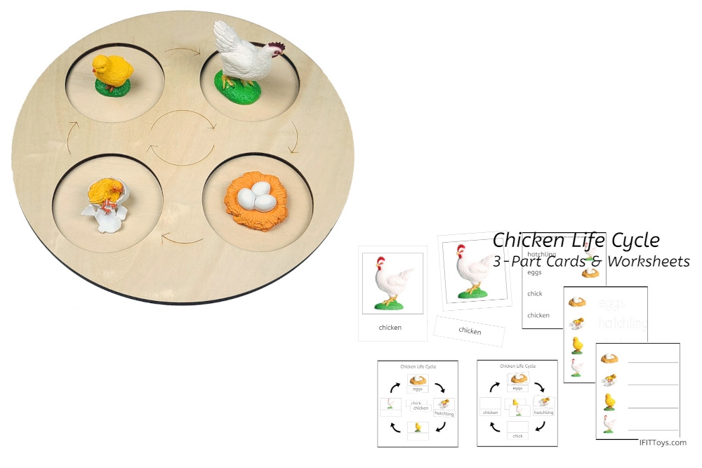 Life cycle of a chicken with demo tray