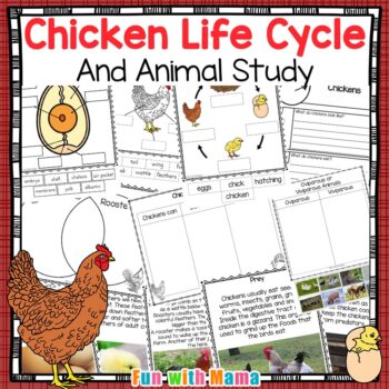 Chicken life cycle