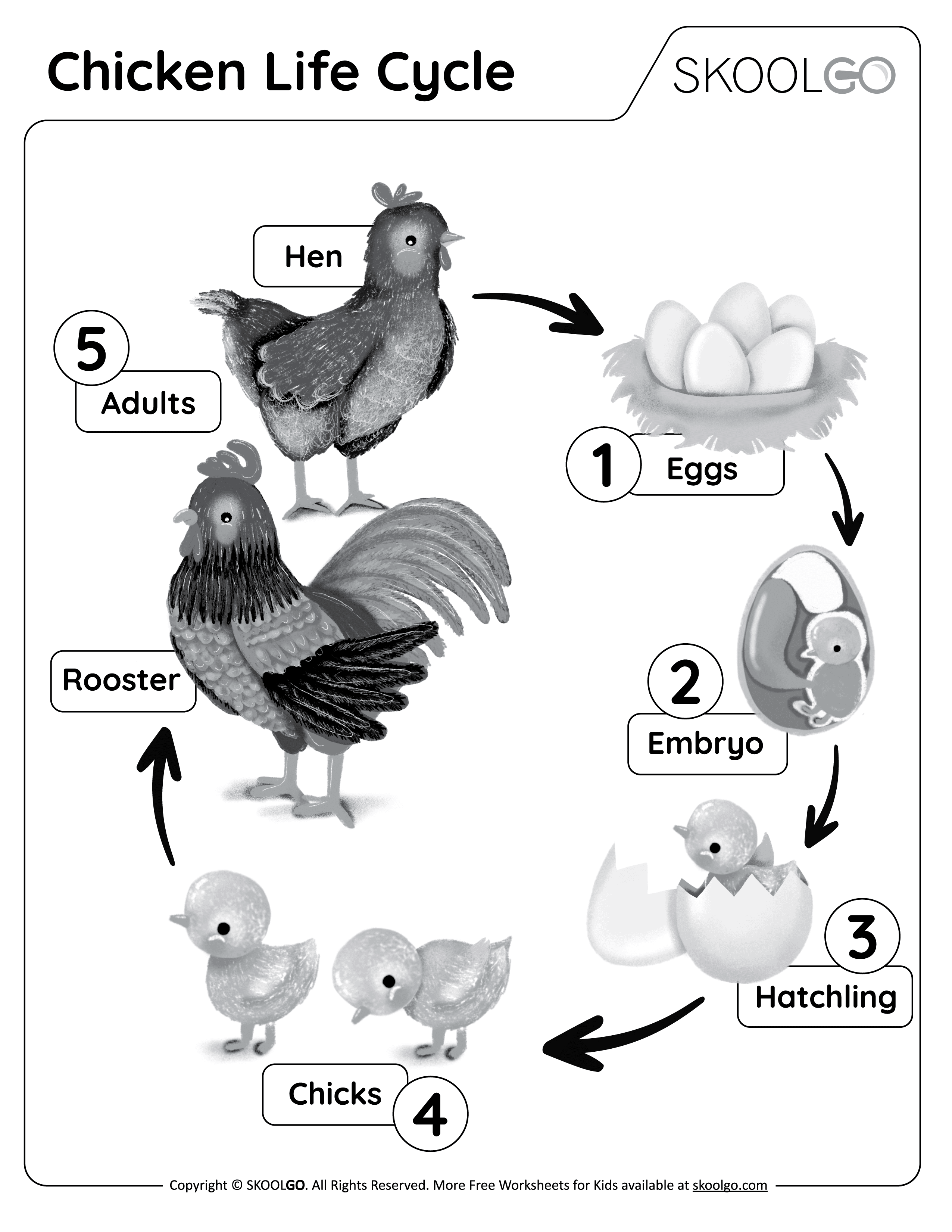 Chicken life cycle