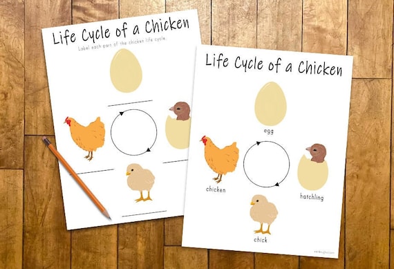 Chicken life cycle activity educational printable for kids spring activity chicken egg lesson homeschool teaching