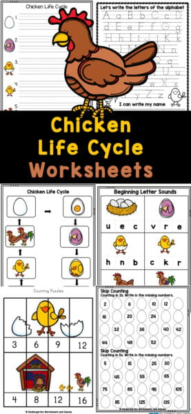 Free printable chicken life cycle worksheets