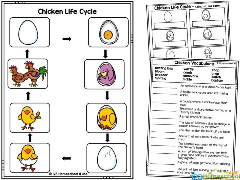 Chicken life cycle worksheets