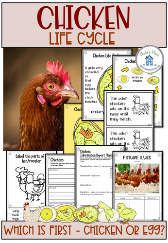 Chicken life cycle ideas and printables teaching resources