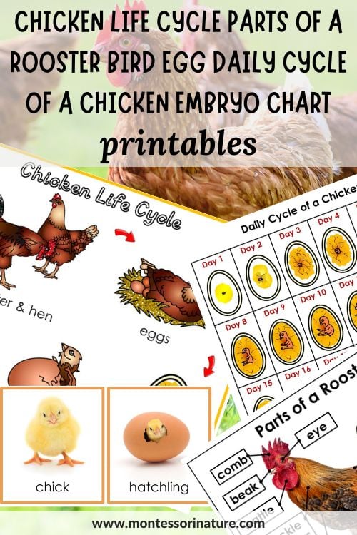 Chicken life cycle parts of a bird egg embryo rooster daily cycle of embryo printables