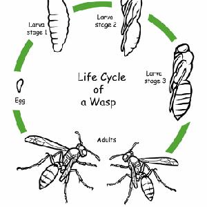 Animal life cycle coloring pages