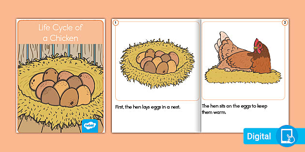 Life cycle of a chicken emergent reader ebook teacher made