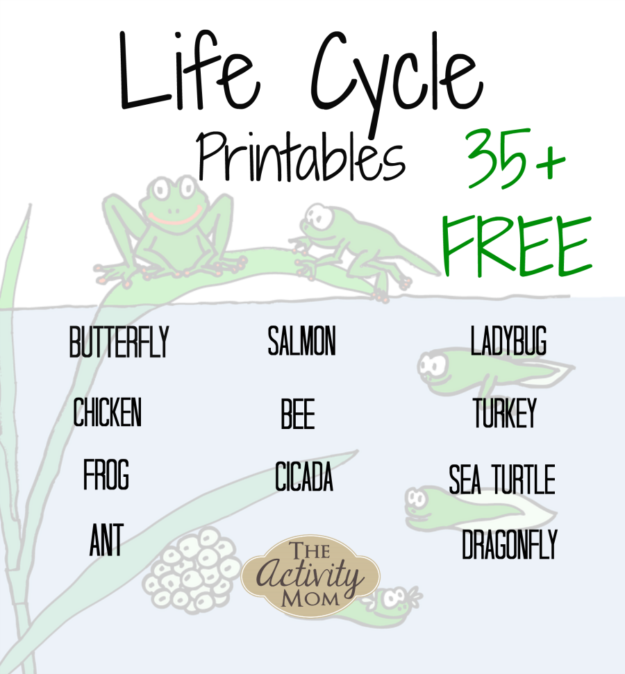 Life cycles printable free