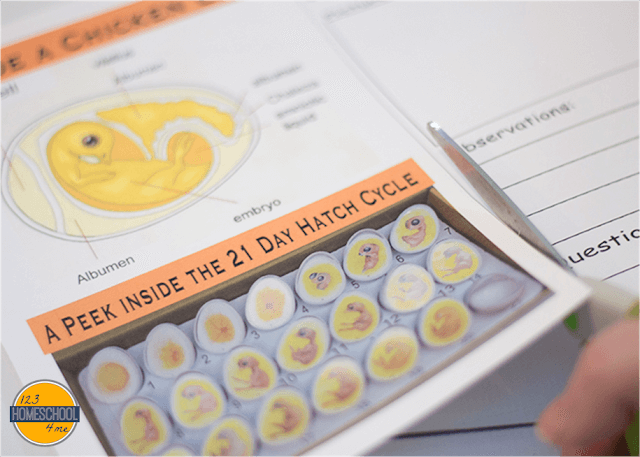 Hatching baby chicks and free life cycle of a chicken worksheets