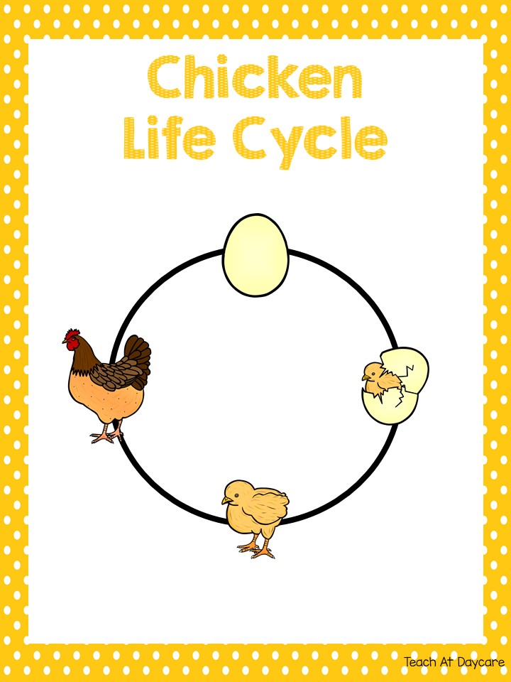 Life cycle of a chicken science curriculum unit made by teachers