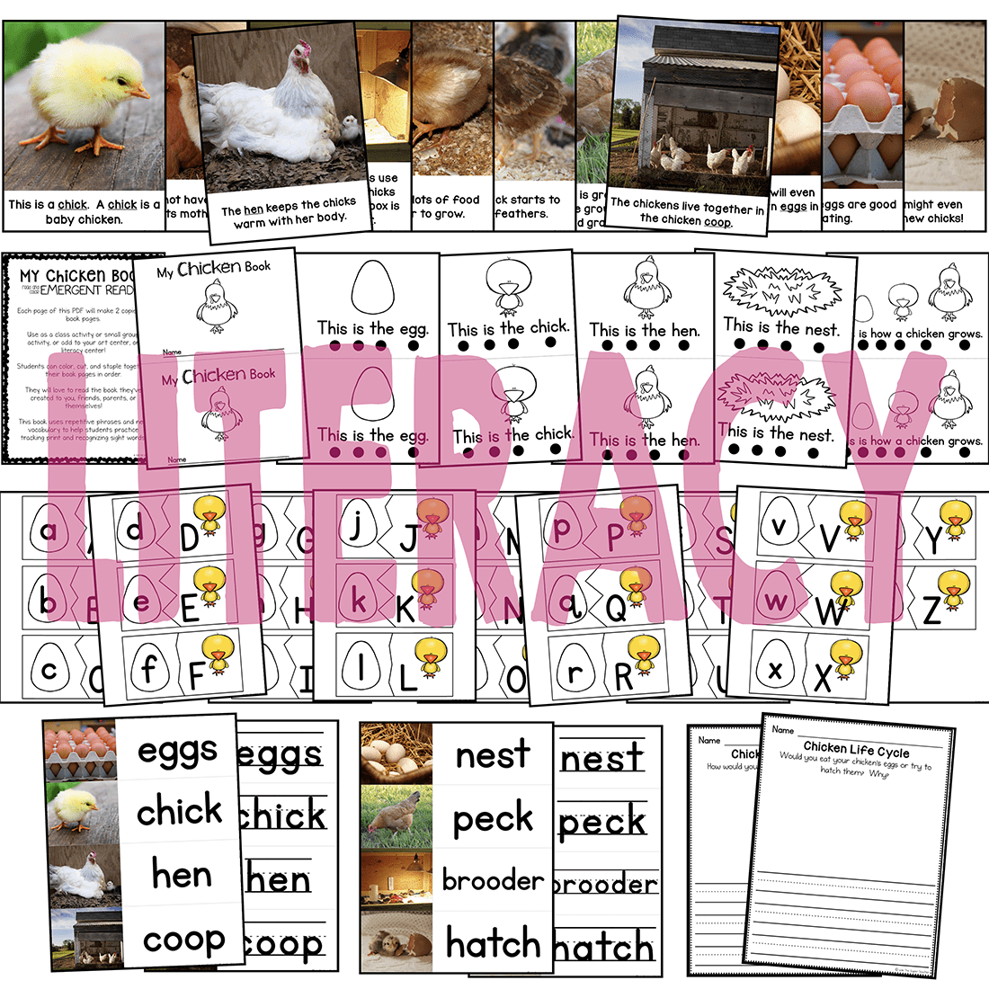 Chicken life cycle