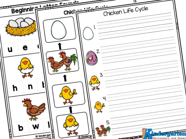 Free printable chicken life cycle worksheets