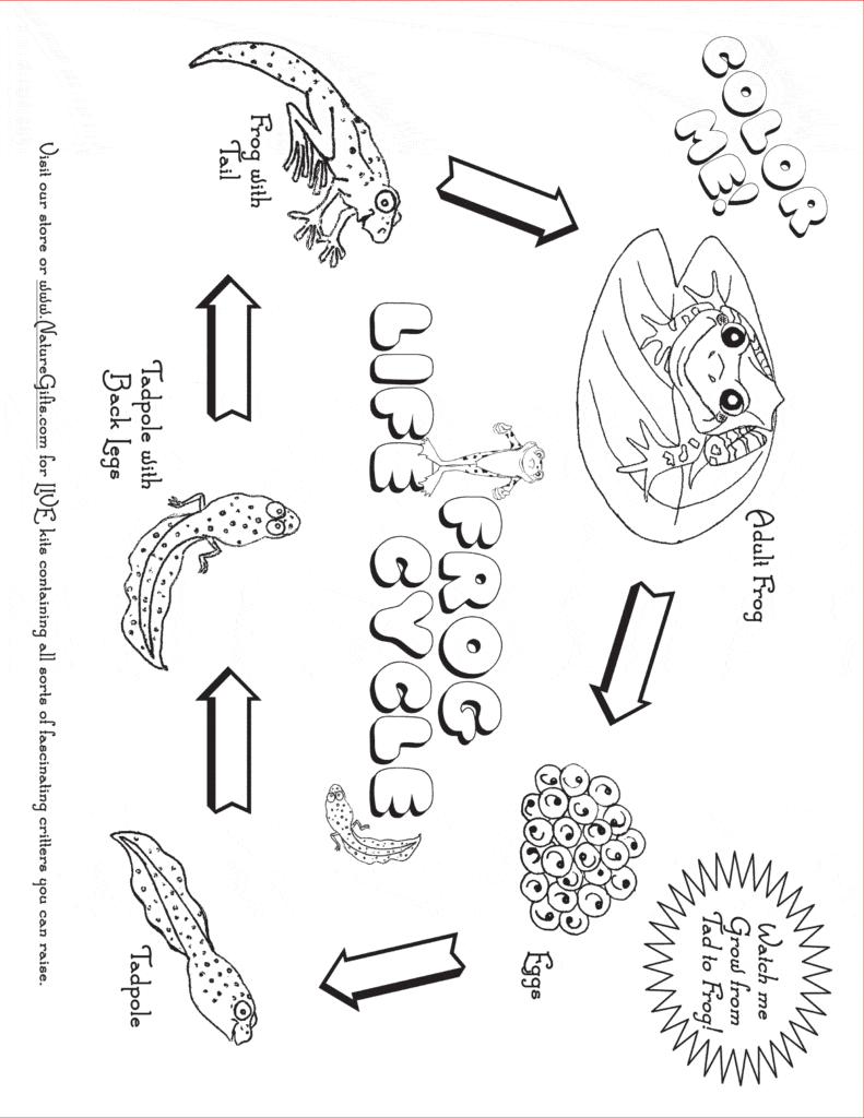 Frog life cycle coloring page