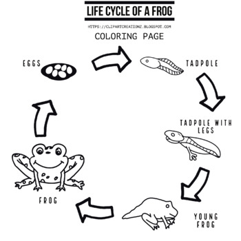 Life cycle of a frog coloring clipart by clipart creationz tpt