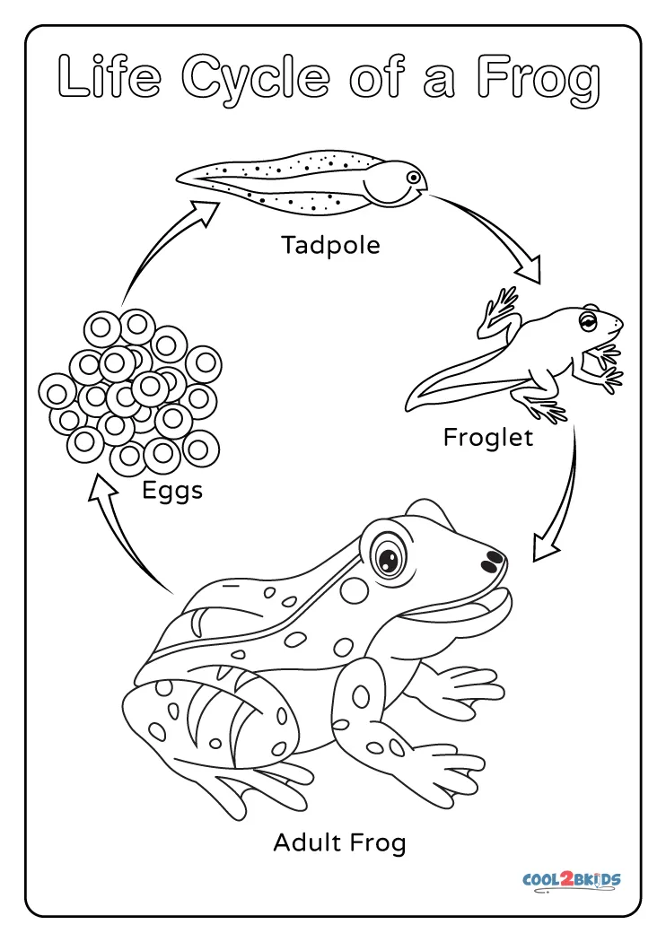 Free printable frog life cycle coloring pages for kids