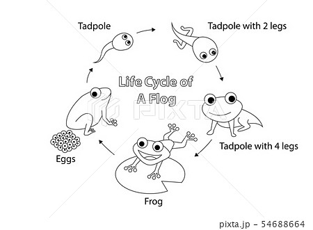 Life cycle of a frog for coloring vector art