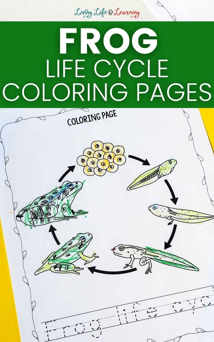 Frog life cycle coloring pages