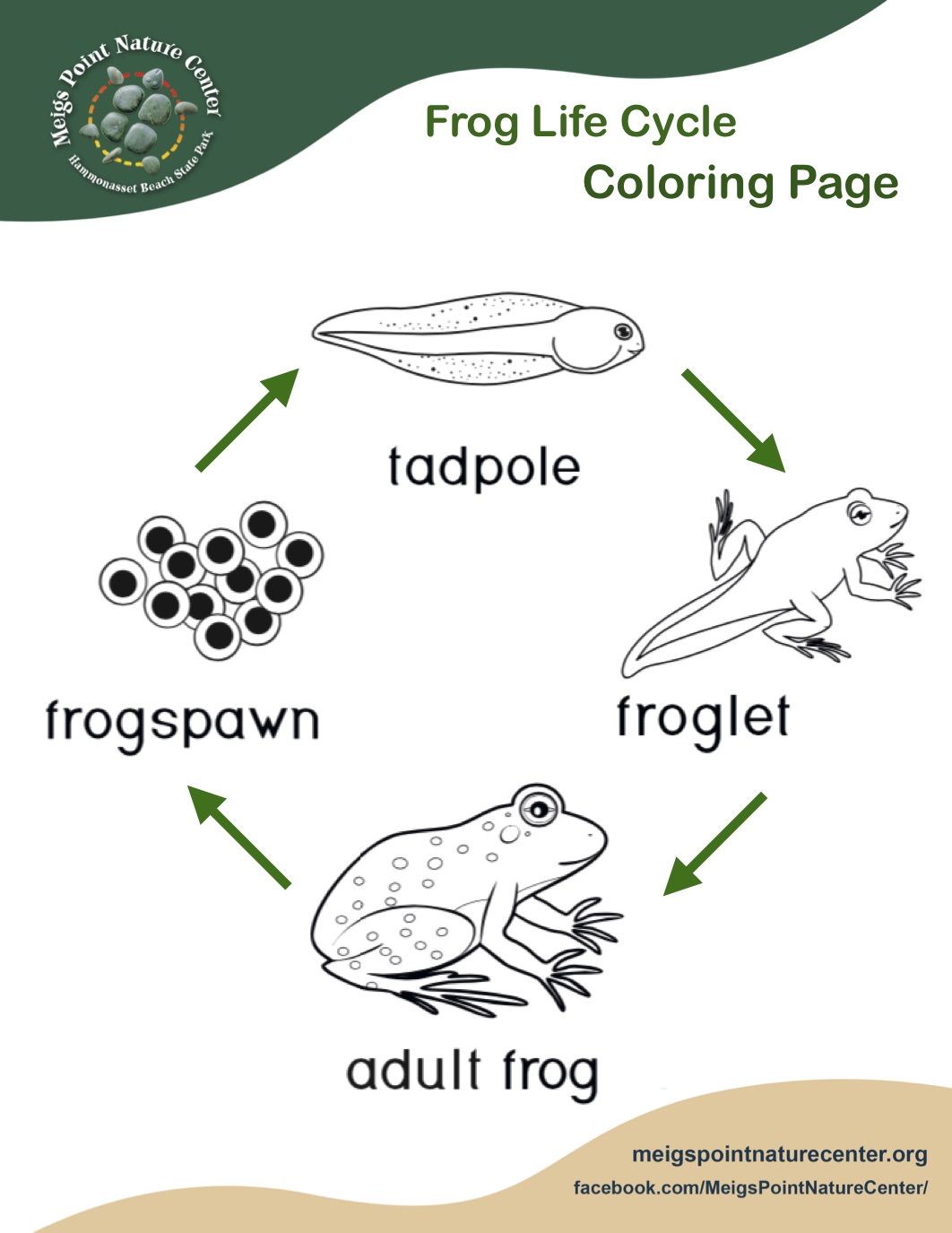 Frog life cycle coloring page