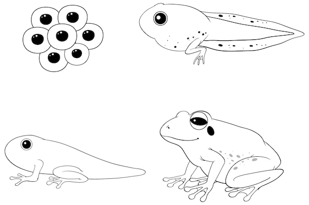 Free vector frog life cycle diagram doodle