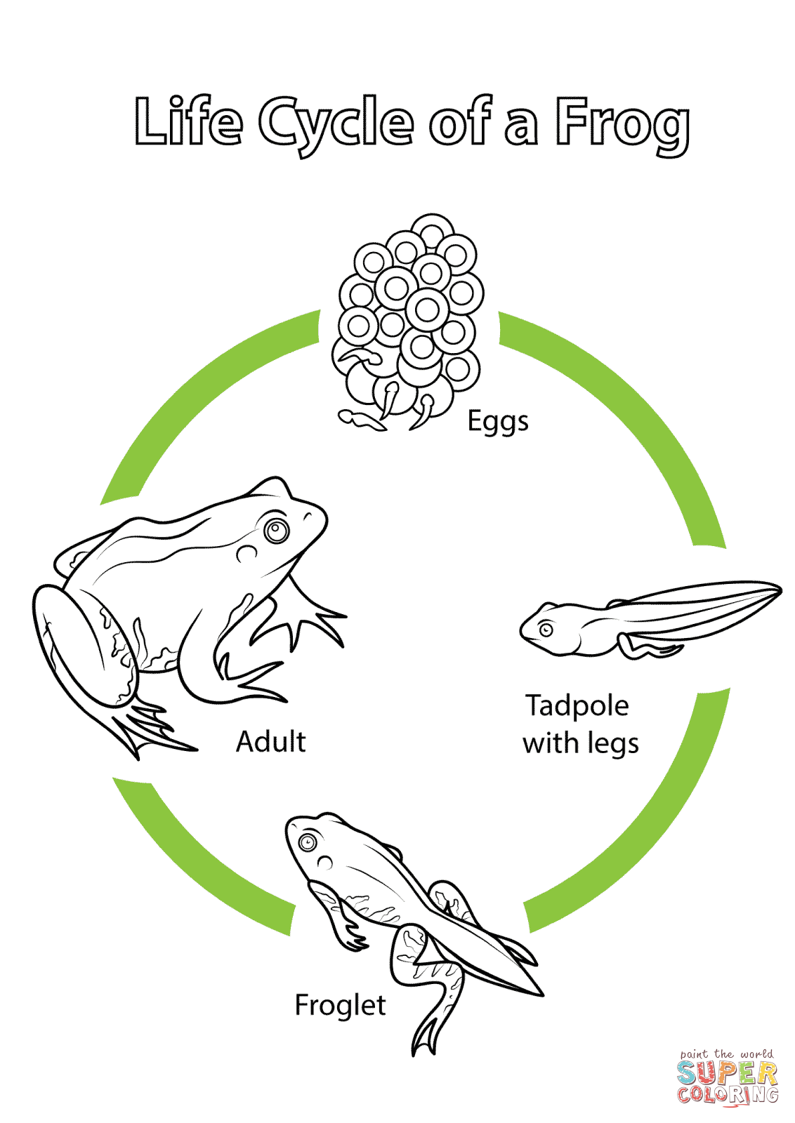 Life cycle of a frog coloring page free printable coloring pages