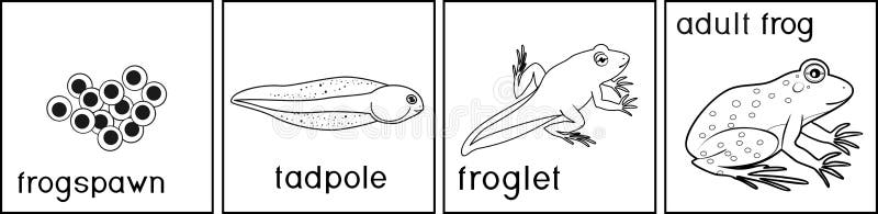 Frog life cycle stock illustrations â frog life cycle stock illustrations vectors clipart