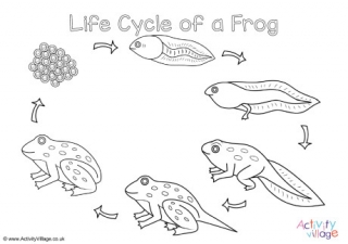 Frog life cycle louring pages set