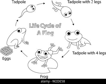 Life cycle of a frog for coloring vector art design stock vector image art