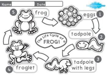 The life cycle of a frog colouring page by bens teaching resources