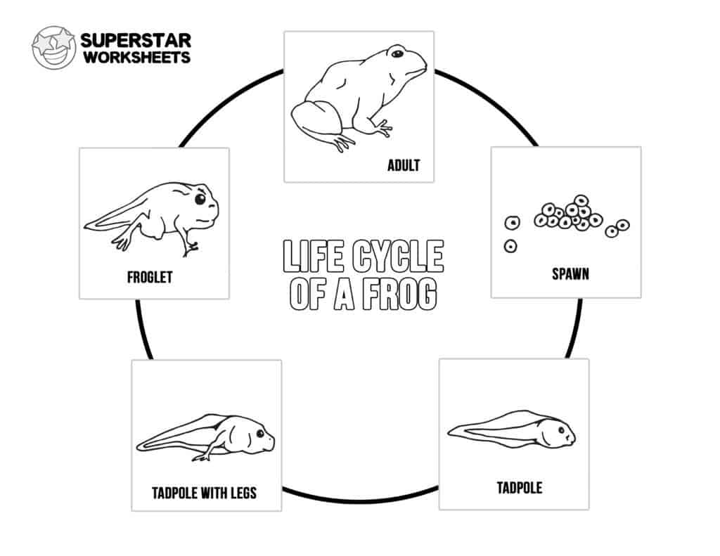 Life cycle of a frog worksheets