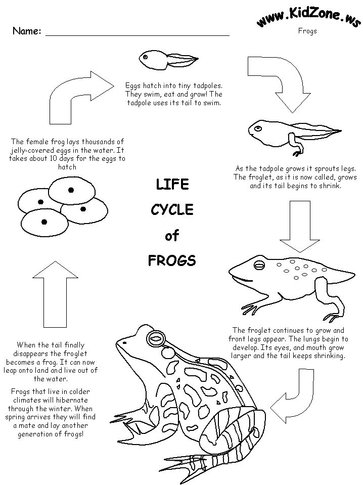 Frog activity sheet